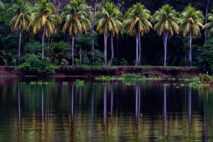 un grupo de palmeras reflejadas en el agua en Oso de Osa Finca y Eco-Resort, en Sierpe