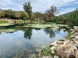 einen Teich mit Seerosenblättern im Wasser in der Unterkunft Casa Buitreras in El Colmenar