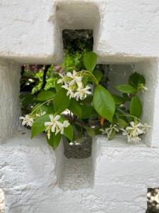 a plant with white flowers in a white wall at Palacete Encanto Maior in Campo Maior