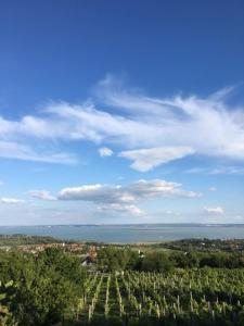 vistas a un campo de árboles y al océano en Hegyi Füge Vendégház, en Csopak