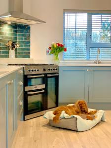 a dog laying on a dog bed in a kitchen at The Lake House Dungloe in Dungloe