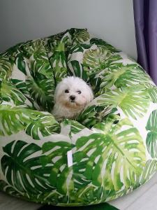 a small white dog sitting on a dog bed at ARKA 2 domki na wodzie w Mielnie 400 metrów do morza, rower wodny, Wifi, Parking in Mielno