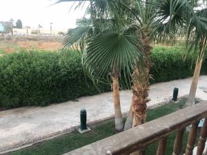 een paar palmbomen naast een hek bij Delta Sharm Symphony in Sharm El Sheikh