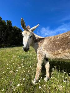 a baby goat standing in a field of grass at Laurels Retreat in Mangonui