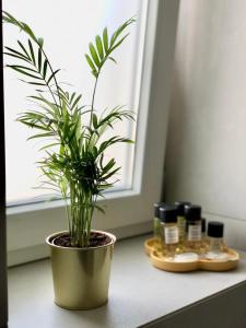 a potted plant sitting on a counter next to a window at LAUS VIA SPARANO APP.2- LUX & DESIGN NEW! in Bari