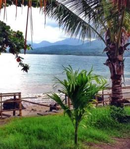 una palma seduta accanto a un corpo d'acqua di The Sleepy Lagoon Beach House a Hitokalak