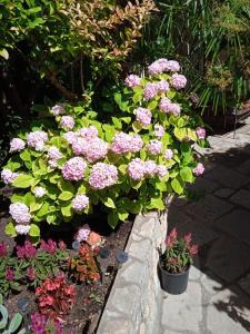 a bunch of pink flowers in a garden at Apartman i Sobe Čule Cres in Cres