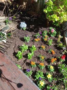 a garden with flowers and plants in the dirt at Apartman i Sobe Čule Cres in Cres