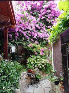 un jardín con flores rosas en el lateral de un edificio en Apartman i Sobe Čule Cres, en Cres