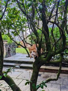 un gato blanco y naranja está sentado en un árbol en Vincent House London Residence, en Londres