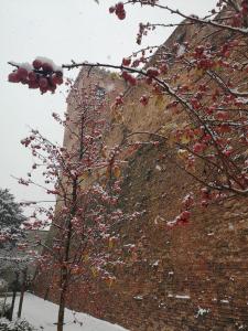 a tree with red berries on it next to a building at Rocca di Arignano in Arignano