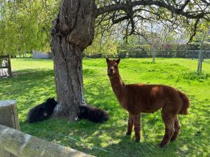 a llama standing next to a tree in a field at Aux murmures de la nature in Honfleur