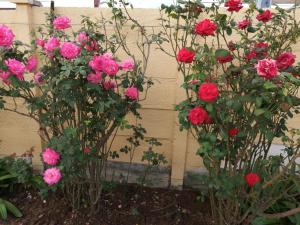 zwei Büsche rosa Rosen im Garten in der Unterkunft Limelight in Polokwane