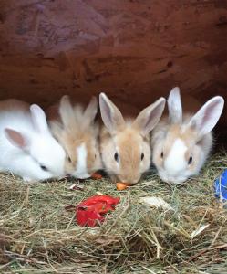 Altri animali domestici presso l'appartamento o nei dintorni