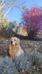 Κατοικίδιο ή κατοικίδια επισκεπτών που μένουν στο GITE IBARLA BORDA