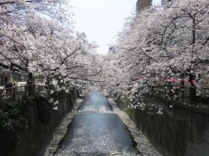 a canal with cherry blossoms on the branches of trees at 10 minutes direct to Shibuya Crossing! Heart of Tokyo! Mishuku in Tokyo