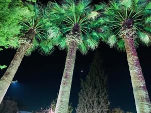 Ein Garten an der Unterkunft Marla Didim Otel