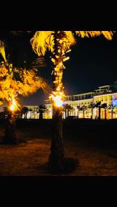 a palm tree with lights on it at night at Porto Said Resort Rentals in El-Garâb`a