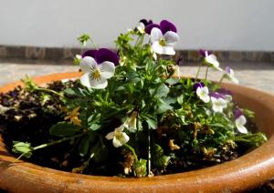 Um jardim em Villa Andorinha