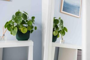 two plants in vases on white shelves in a room at Charming 3 bedroom Belfast townhouse in Belfast