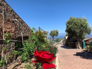 een rode roos naast een stenen muur bij Villa Cantos del Grillo in Ingenio