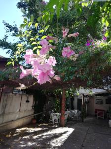 un montón de flores rosas colgando de un árbol en HOTEL Boutique Casablanca Adrogué en Adrogué