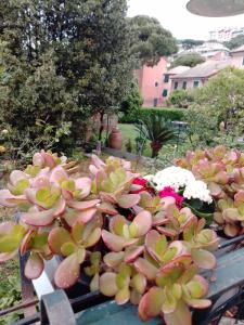 um monte de plantas em uma mesa em um jardim em Da qui, il mare em Gênova