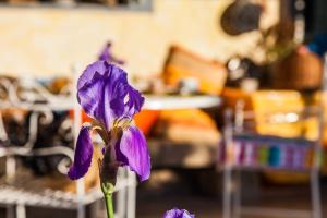 a purple flower in front of a table at The Old Farm Asfodeli - Adults Only in Sanalvò