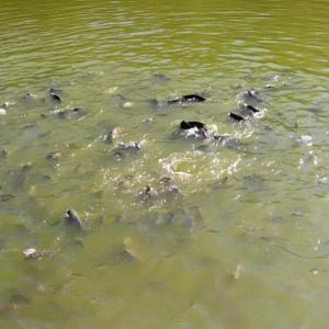 un grupo de focas nadando en el agua en Pousada Paraiso, en Serra Negra