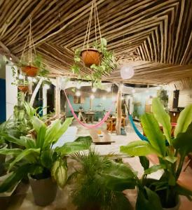 Fotografie z fotogalerie ubytování Barco Verde Hostel v destinaci Ostrov Holbox