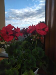 un vaso di fiori rossi seduto sul davanzale di una finestra di The Garden Guest House a Divjakë