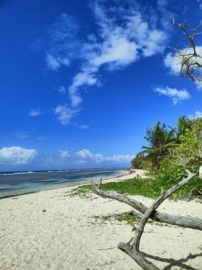a beach with a tree branch on the sand and the ocean at Les Coulirooms - Gîte in Sainte-Anne