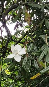 Une fleur blanche pousse sur un arbre dans l'établissement LixyLouis Andalusia minutes from the Downtown, à Andalusia