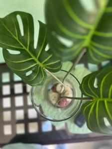 a monkey in a glass bowl next to a plant at DICI Co-Living Housing Cabo San Lucas in Cabo San Lucas