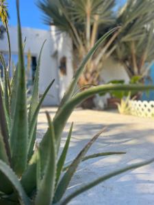a close up of a green plant on a sidewalk at DICI Co-Living Housing Cabo San Lucas in Cabo San Lucas