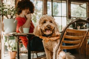 un perro sentado en una silla frente a una mesa en Révész Hotel, Restaurant and Rosa Spa, en Győr