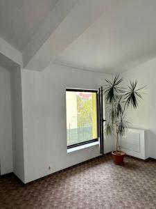une chambre blanche avec une fenêtre et une plante en pot dans l'établissement casa Ecaterina, à Turda
