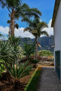 a pathway with palm trees and a mountain in the background at Casa do Cantinho do Muro in São Vicente