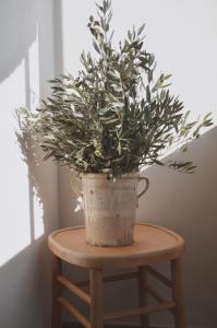 une plante dans un pot assise sur un tabouret dans l'établissement B&B La Casa Pugliese, à Foggia