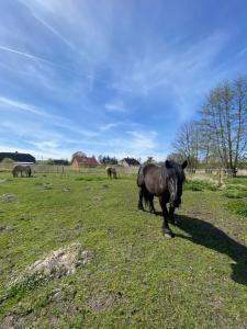 a horse walking in a field with other horses at Domek przy Róży 