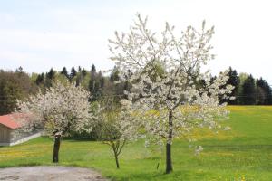 Zahrada ubytování Ferienwohnung am Dreiseithof