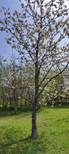 drzewo z białymi kwiatami na polu w obiekcie Gościniec Mazurek , Apartament przy Jeziorze Niegocin w mieście Wilkasy