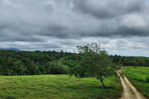 a tree in a field with a dirt road at Le Ptit Gibs in Petit-Bourg