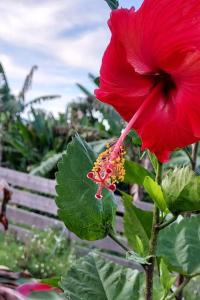 a red flower in front of a wooden fence at Le Ptit Gibs in Petit-Bourg