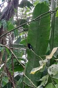 a black bird sitting on a green leaf at Le Ptit Gibs in Petit-Bourg