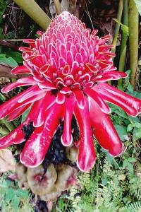 a red flower with rain drops on it at Le Ptit Gibs in Petit-Bourg