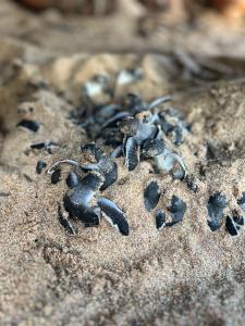 um grupo de pequenos caranguejos na areia em All View Resort em Tangalle