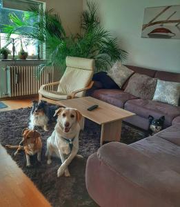 Domácí mazlíčci ubytovaní s hosty v ubytování Hillis Ferienwohnung Saarland