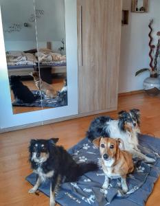 Domácí mazlíčci ubytovaní s hosty v ubytování Hillis Ferienwohnung Saarland