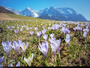 a field of purple flowers with mountains in the background at Bad Wörishofen in Bad Wörishofen